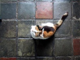 Cat on floor